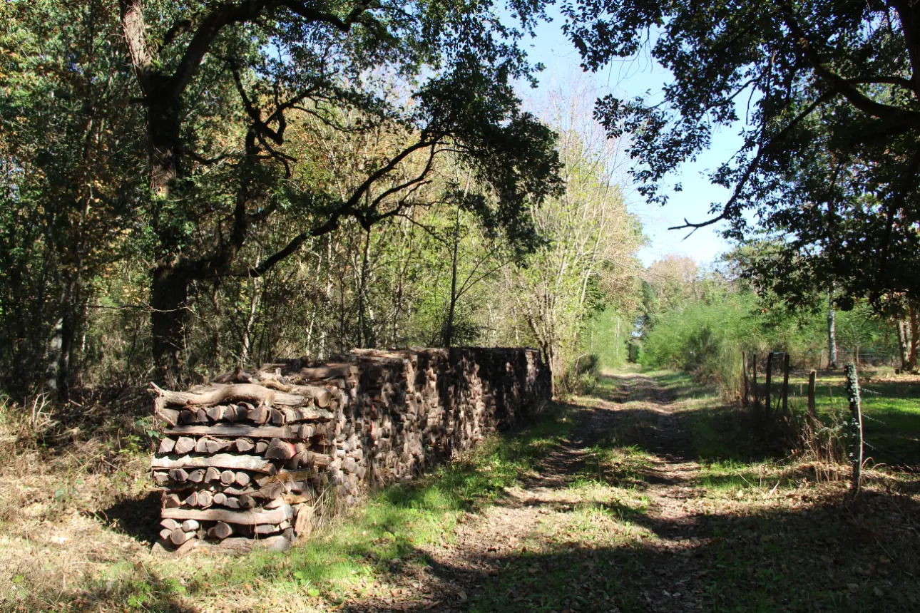 Photos 10 - Land - Magnificent 44ha forest in one piece in Vienne (splendid Futaie de Douglas on 12ha)