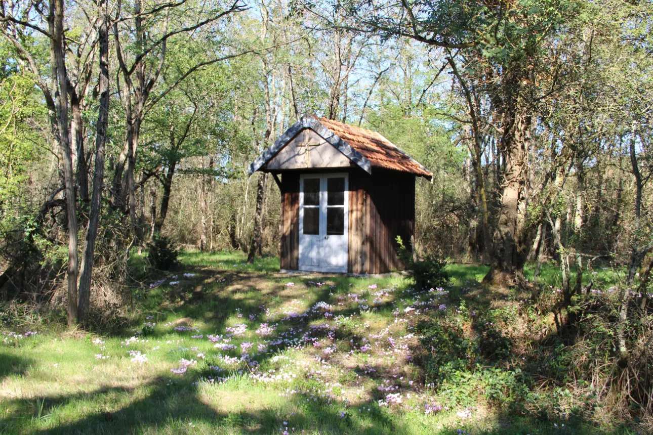 Photos 11 - Land - Magnificent 44ha forest in one piece in Vienne (splendid Futaie de Douglas on 12ha)