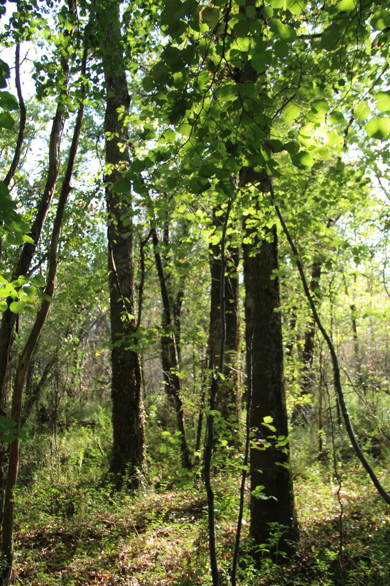 Photos 12 - Land - Magnificent 44ha forest in one piece in Vienne (splendid Futaie de Douglas on 12ha)