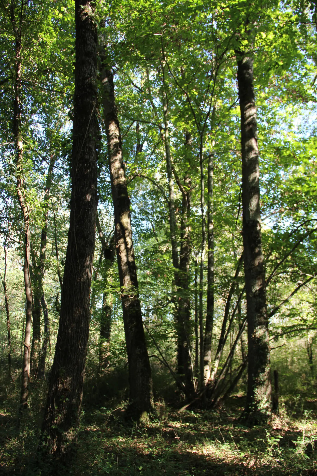 Photos 13 - Land - Magnificent 44ha forest in one piece in Vienne (splendid Futaie de Douglas on 12ha)