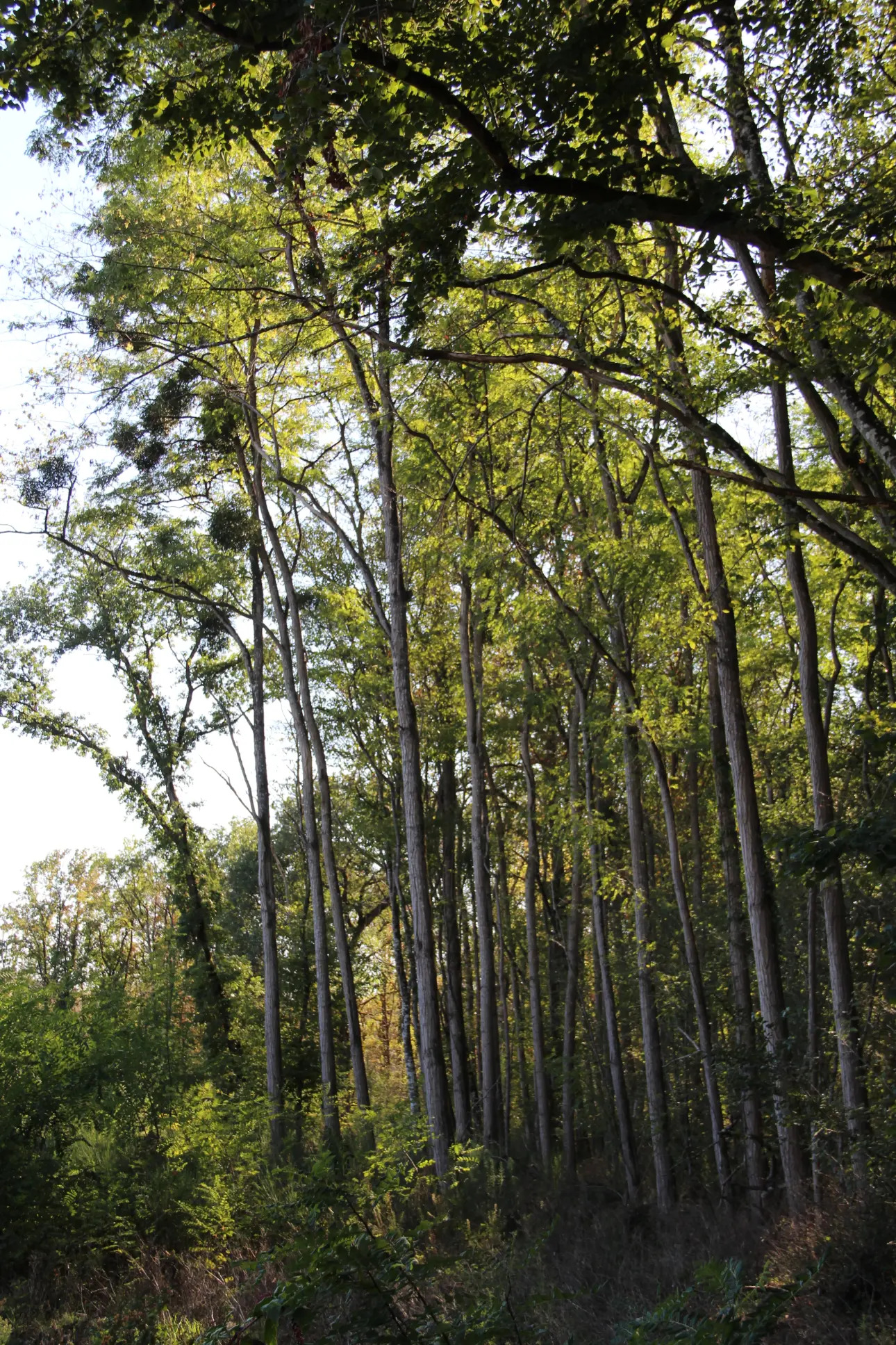 Photos 14 - Foncière - Magnifique forêt de 44ha d'un seul tenant dans la Vienne (splendide futaie de Douglas sur 12ha)