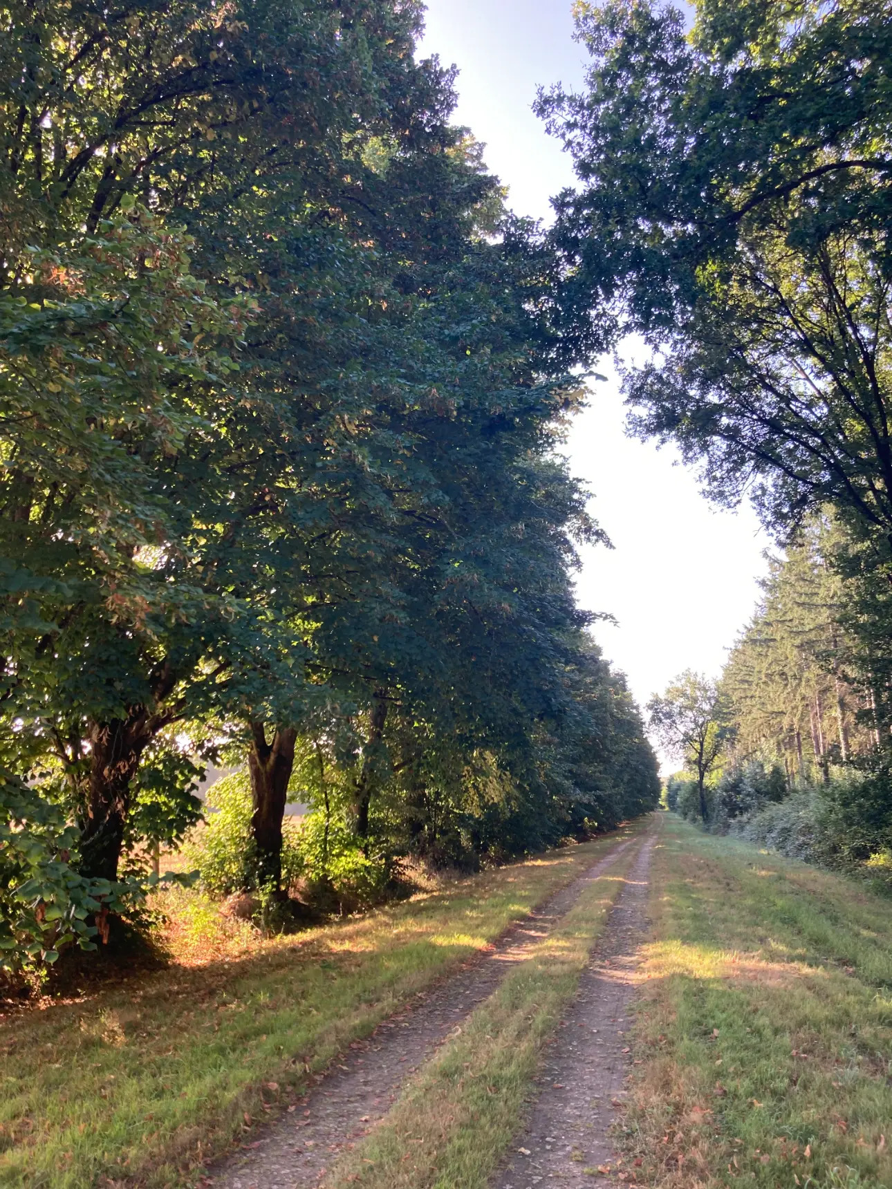 Photos 15 - Land - Magnificent 44ha forest in one piece in Vienne (splendid Futaie de Douglas on 12ha)