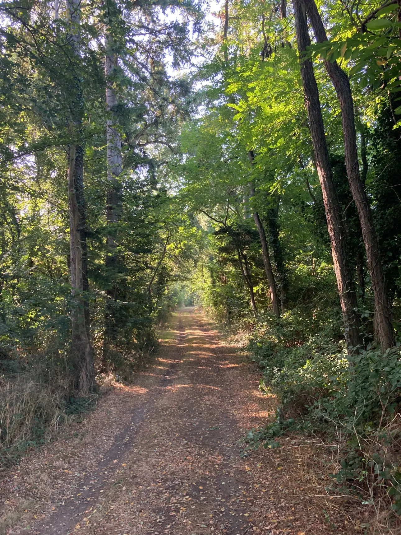 Photos 16 - Land - Magnificent 44ha forest in one piece in Vienne (splendid Futaie de Douglas on 12ha)