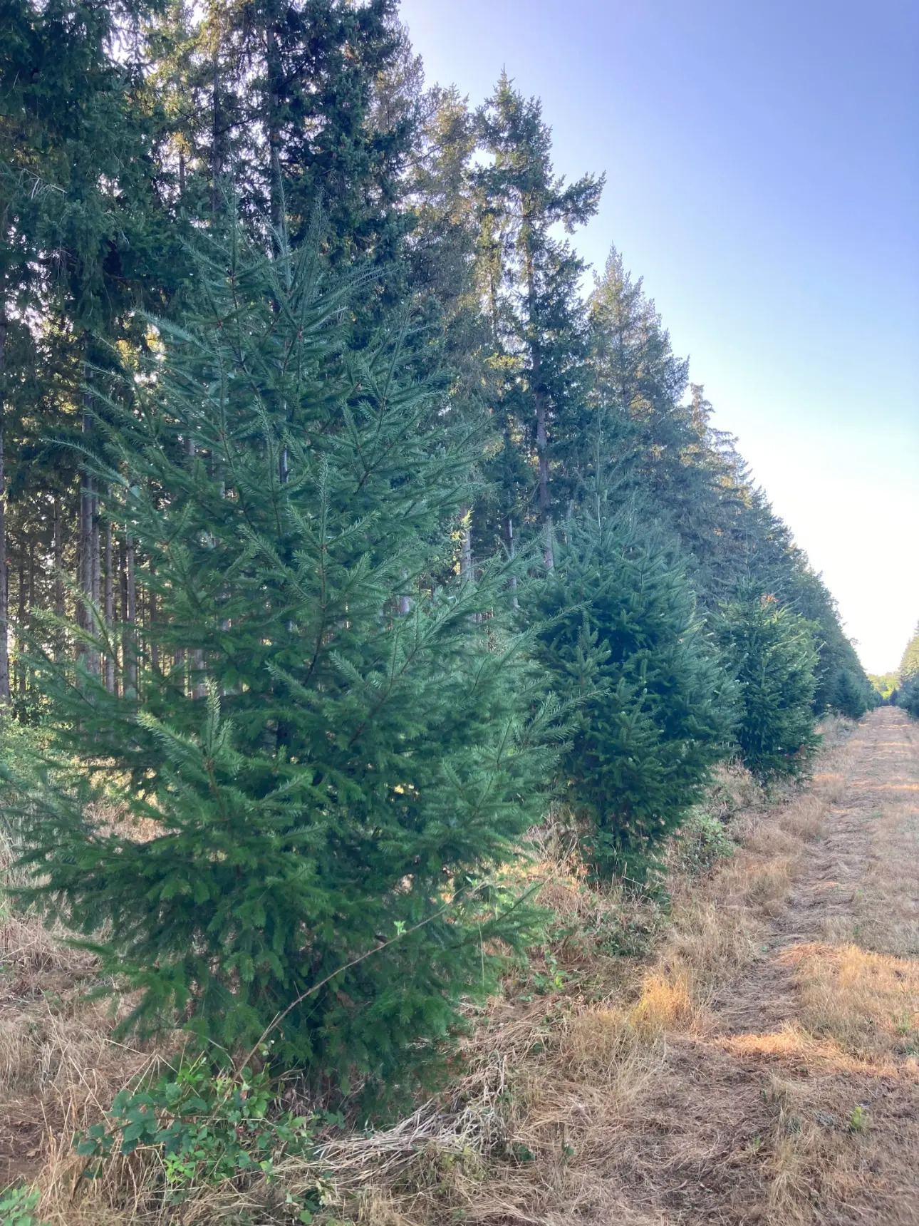 Photos 17 - Foncière - Magnifique forêt de 44ha d'un seul tenant dans la Vienne (splendide futaie de Douglas sur 12ha)