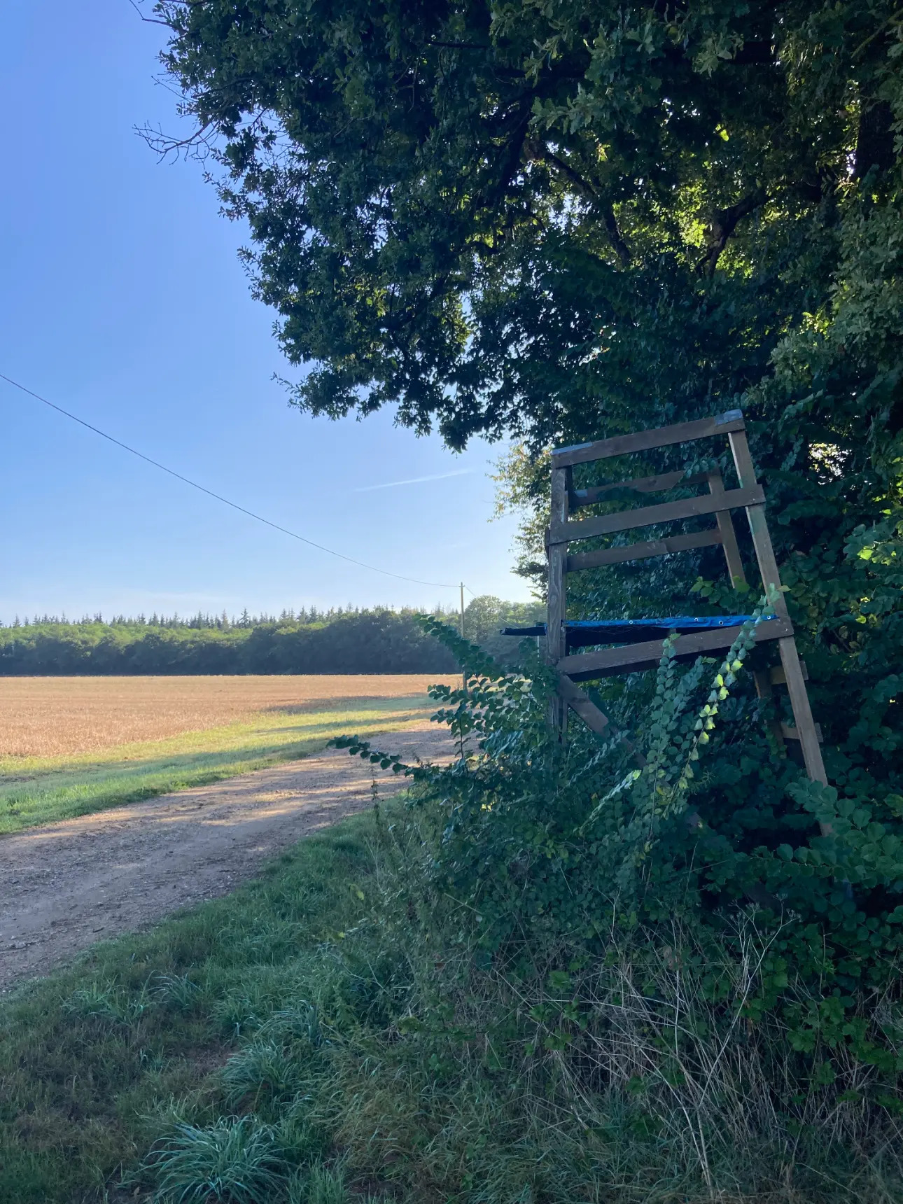 Photos 18 - Land - Magnificent 44ha forest in one piece in Vienne (splendid Futaie de Douglas on 12ha)