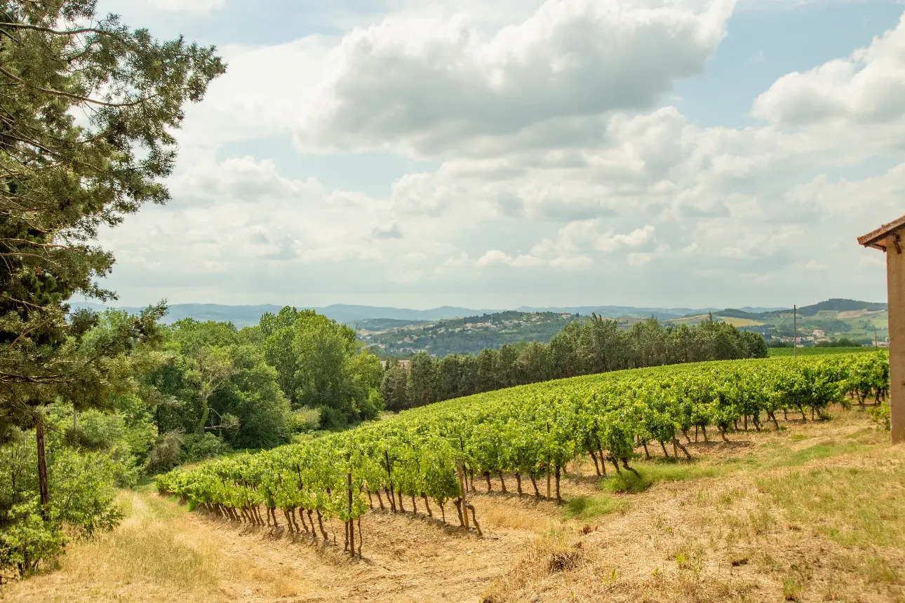 Photos 5 - Tourist - Former wine estate in a peaceful setting