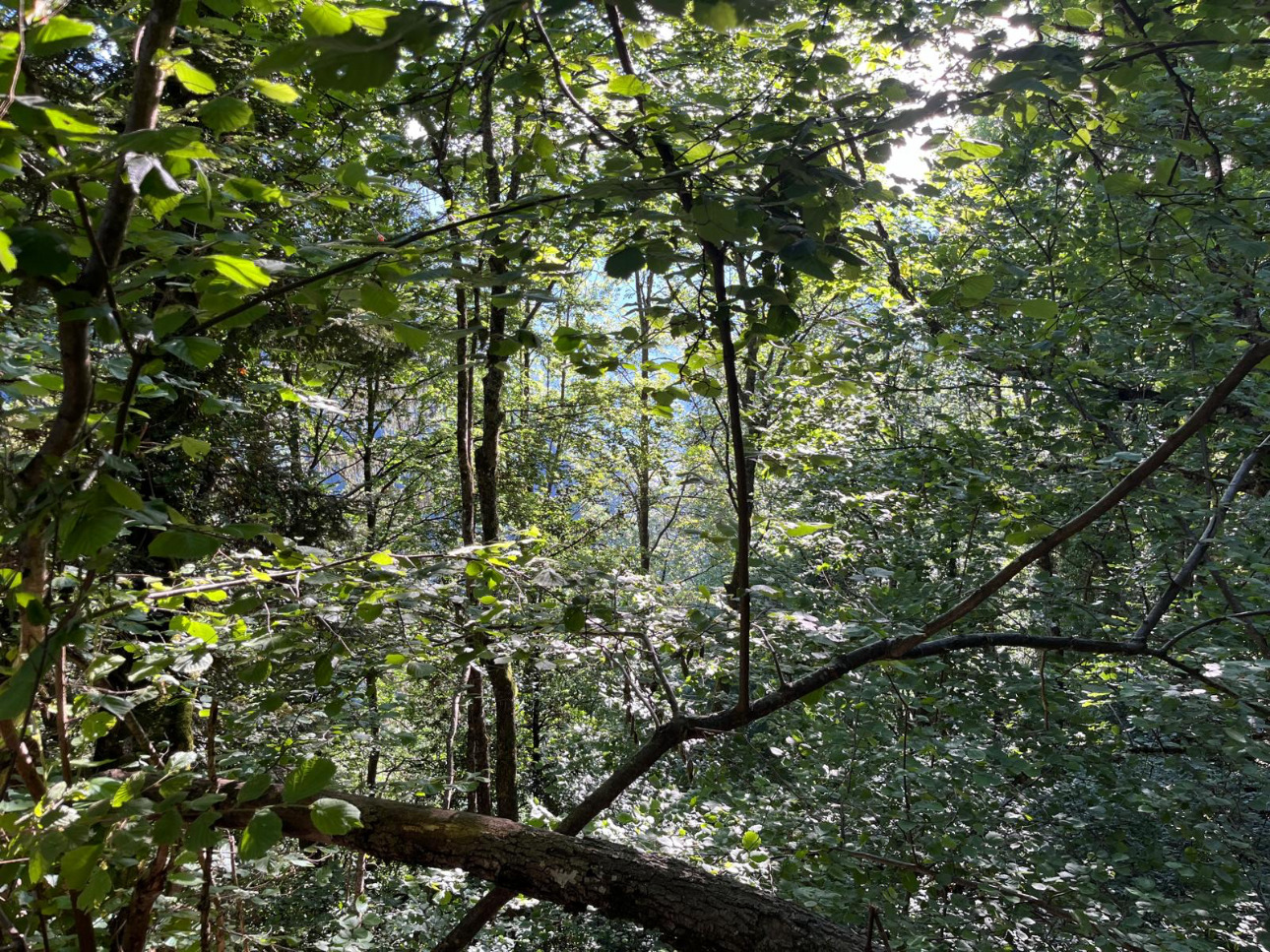 Photos 2 - Forest - Forêt mixte de 28 ha dans les Alpes