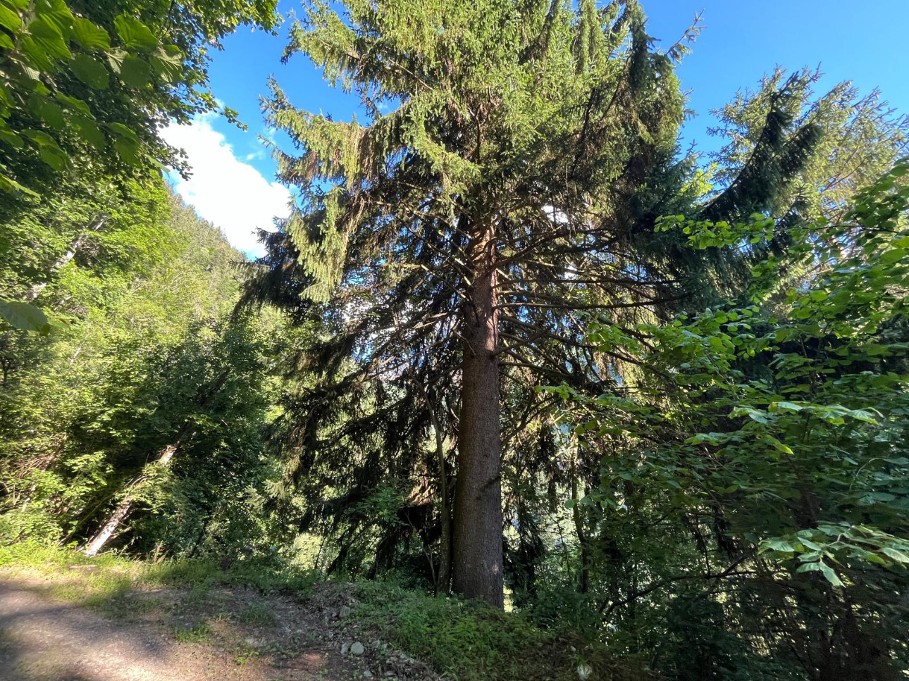 Photos 3 - Forest - Forêt mixte de 28 ha dans les Alpes