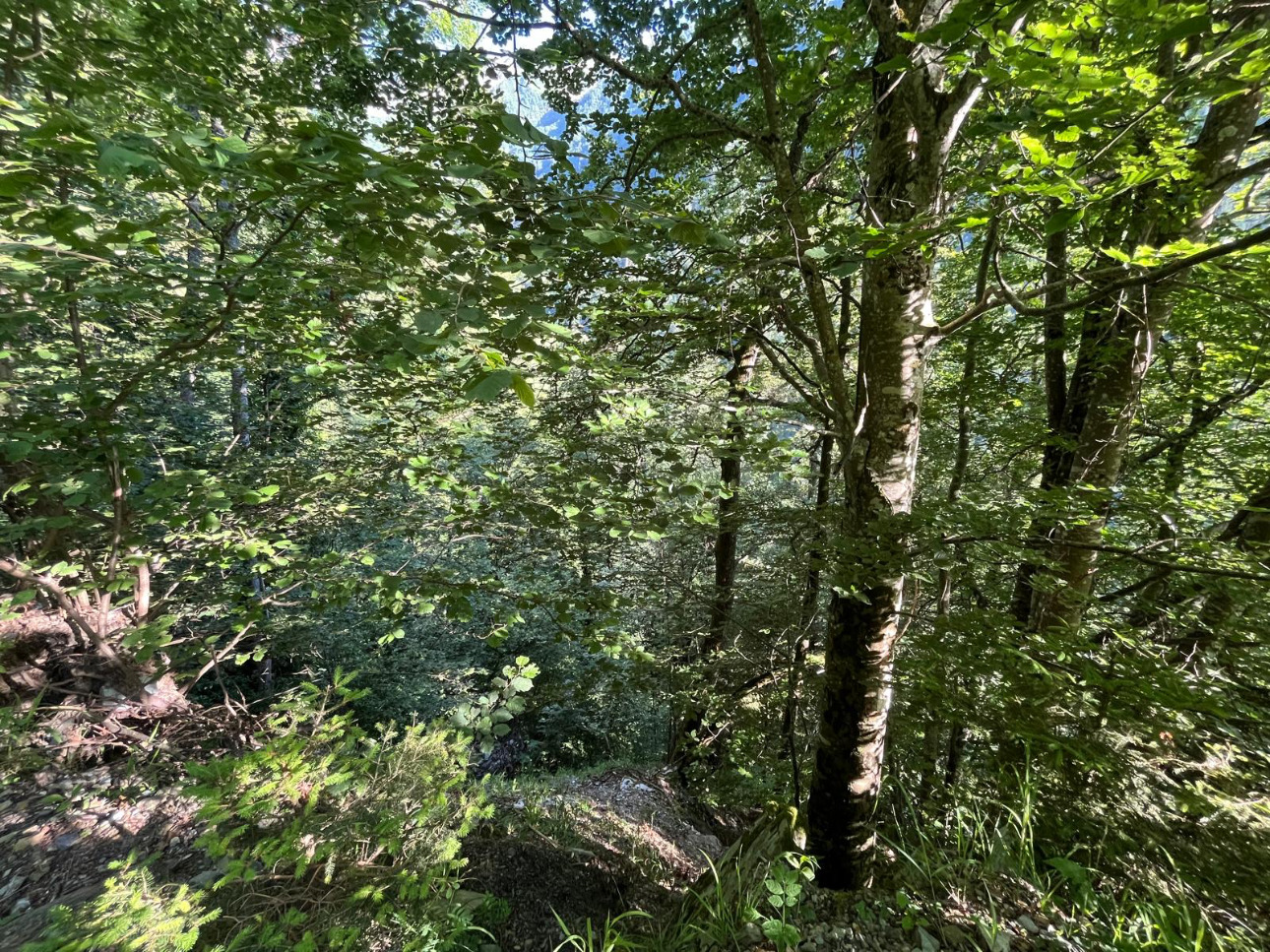 Photos 4 - Forestière - Forêt mixte de 28 ha dans les Alpes