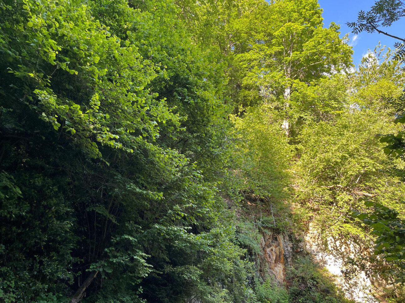 Photos 5 - Forest - Forêt mixte de 28 ha dans les Alpes