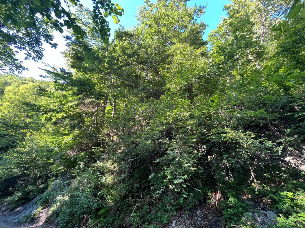 Photos 6 - Forestière - Forêt mixte de 28 ha dans les Alpes