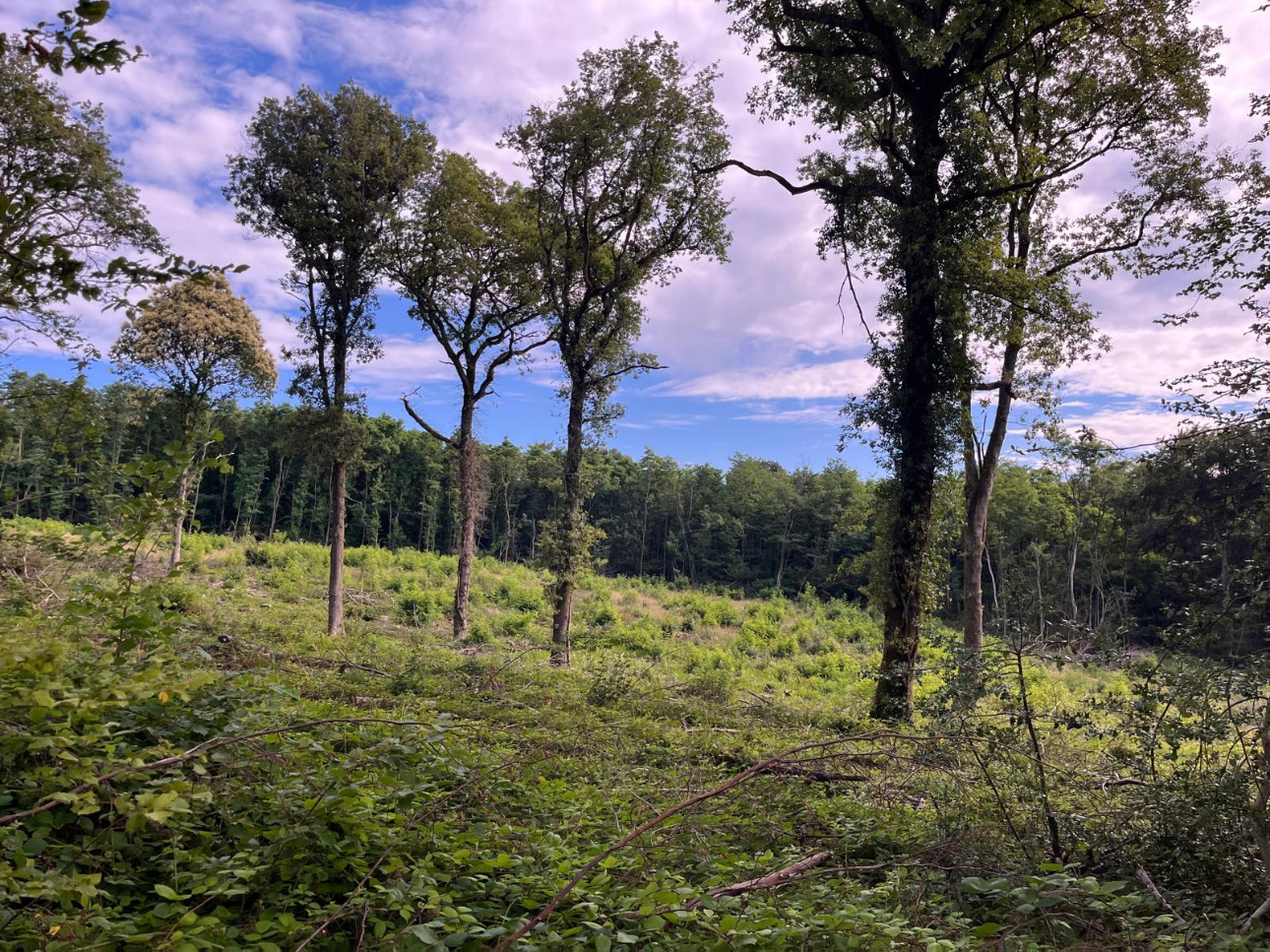 Photos 1 - Forest - Forêt de 4,5 ha dans le Mâconnais