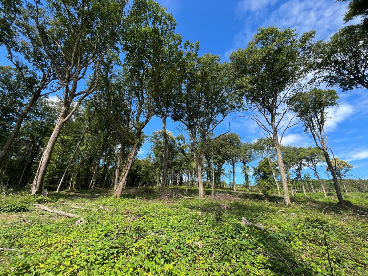 Photos 2 - Forest - Forêt de 4,5 ha dans le Mâconnais