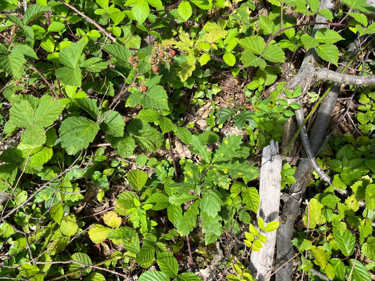 Photos 3 - Forest - Forêt de 4,5 ha dans le Mâconnais