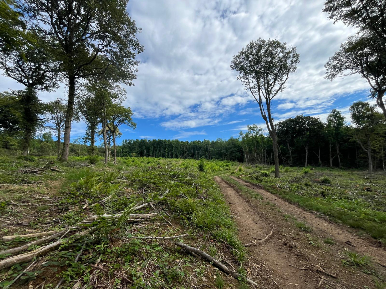 Photos 4 - Forest - Forêt de 4,5 ha dans le Mâconnais