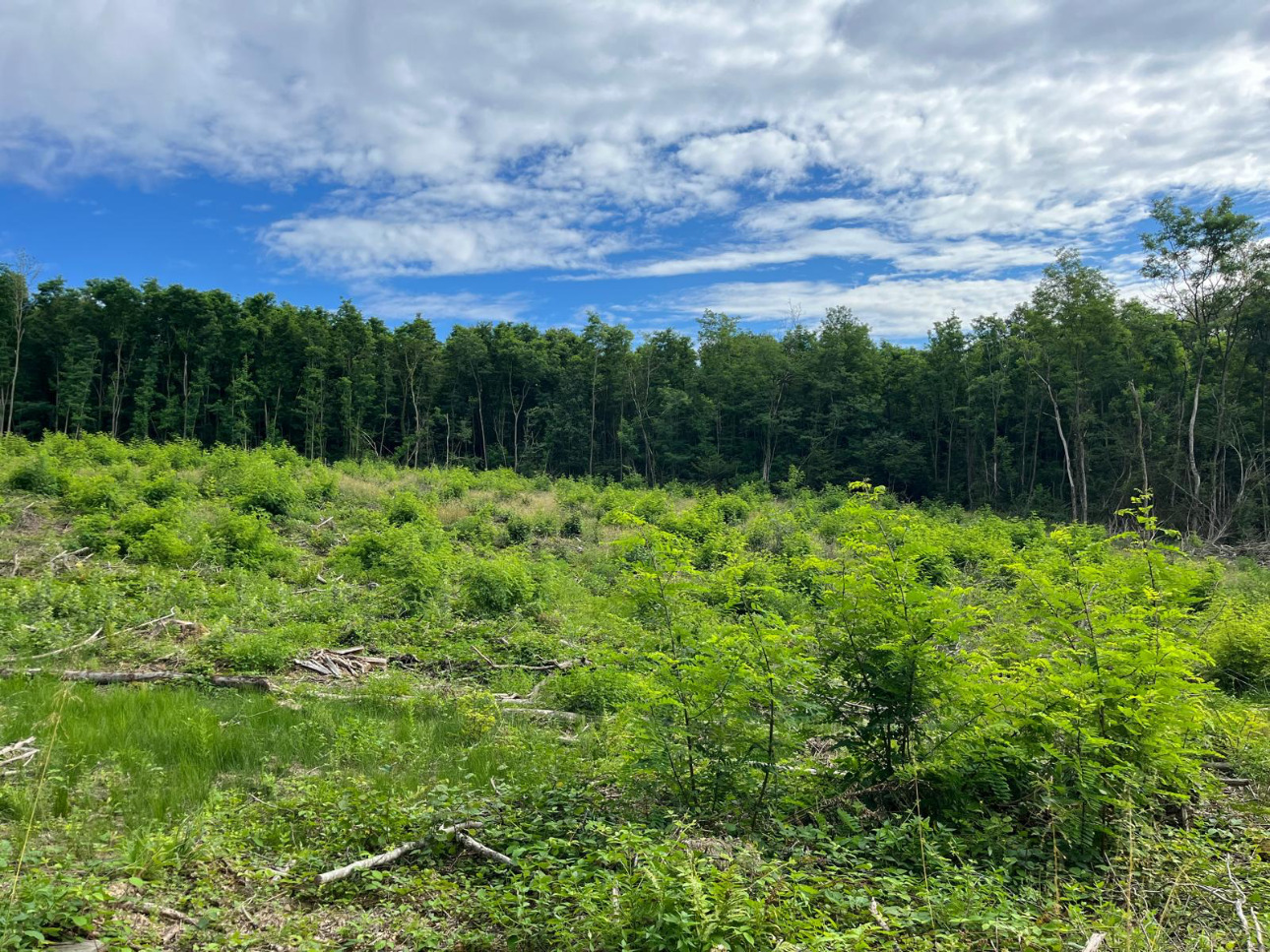 Photos 5 - Forest - Forêt de 4,5 ha dans le Mâconnais