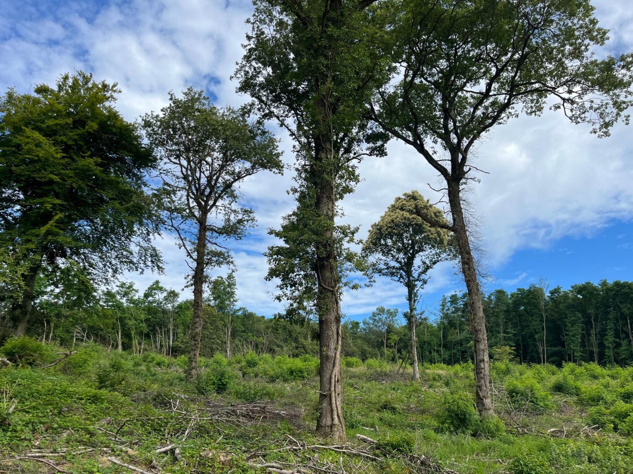 Photos 6 - Forest - Forêt de 4,5 ha dans le Mâconnais