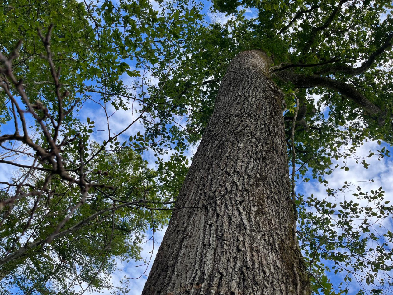 Photos 7 - Forest - Forêt de 4,5 ha dans le Mâconnais