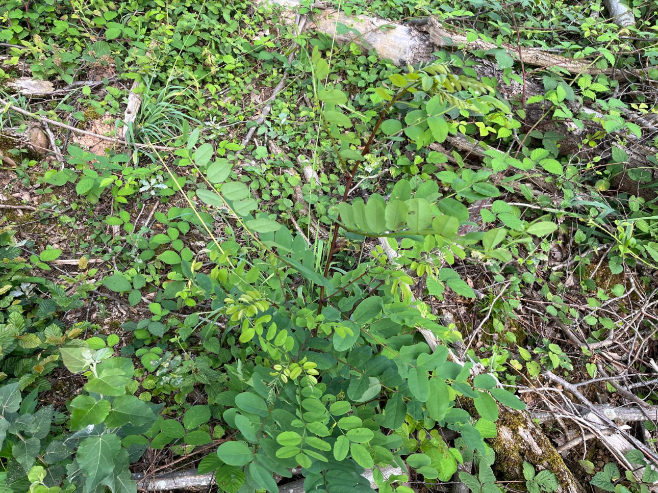 Photos 8 - Forest - Forêt de 4,5 ha dans le Mâconnais