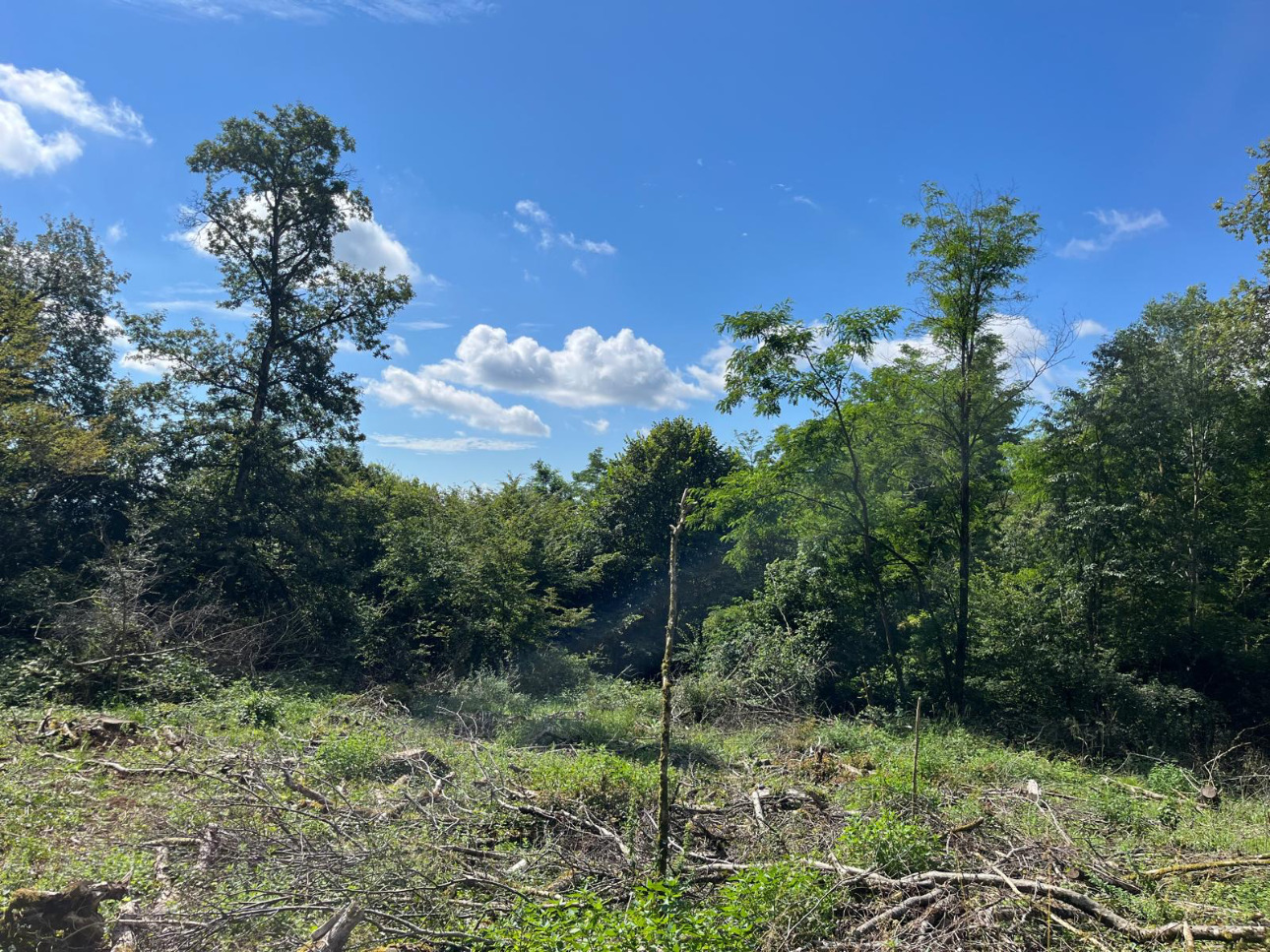 Photos 9 - Forest - Forêt de 4,5 ha dans le Mâconnais