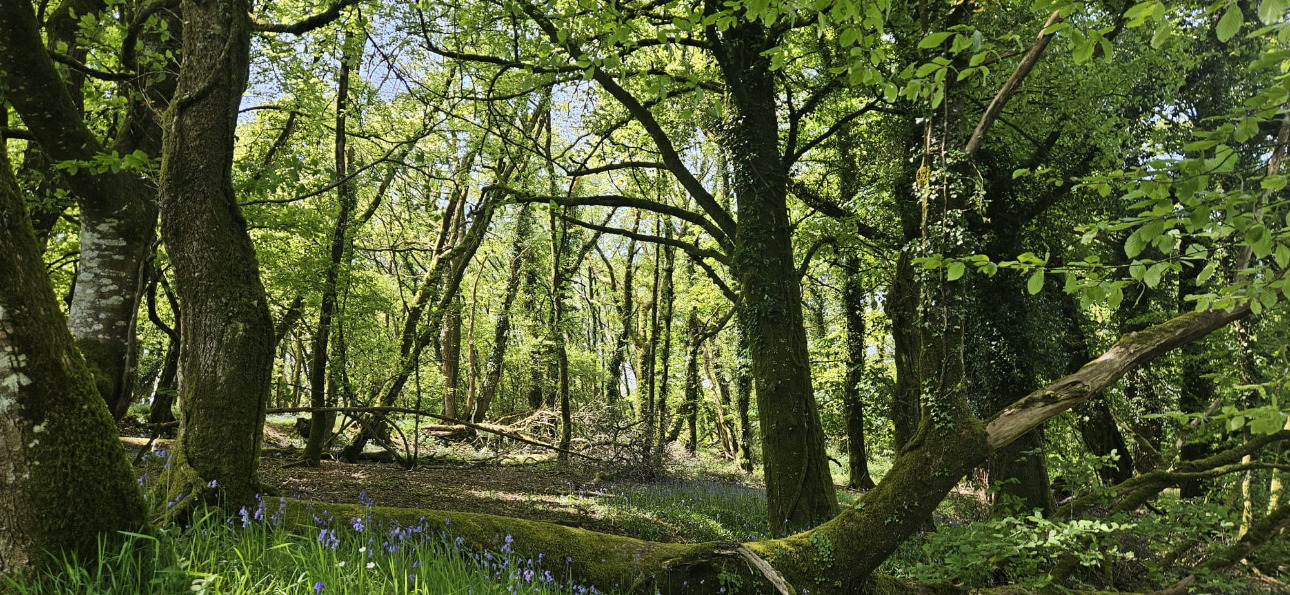 Photos 1 - Forestière - Propriété de 16 ha dans le Morbihan