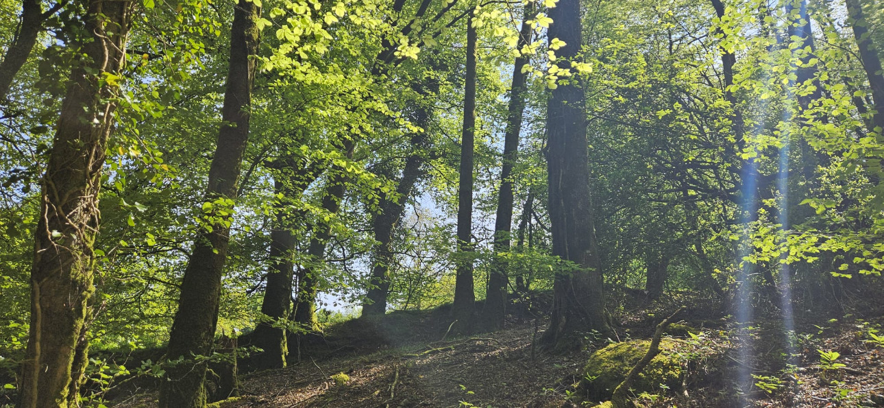 Photos 2 - Forest - Propriété de 16 ha dans le Morbihan