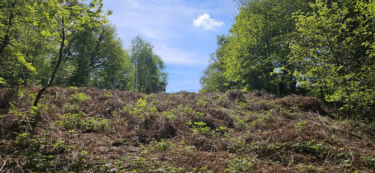 Photos 3 - Forest - Propriété de 16 ha dans le Morbihan