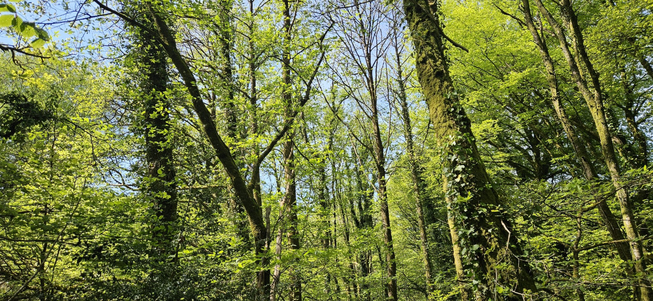 Photos 4 - Forest - Propriété de 16 ha dans le Morbihan