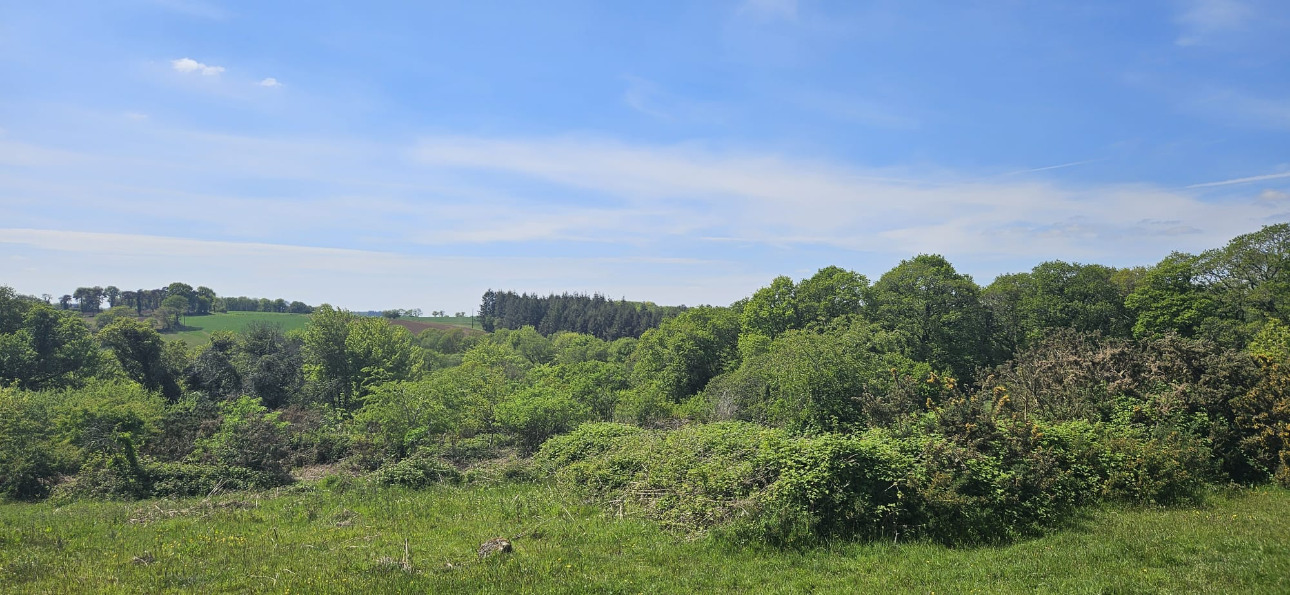 Photos 5 - Forestière - Propriété de 16 ha dans le Morbihan