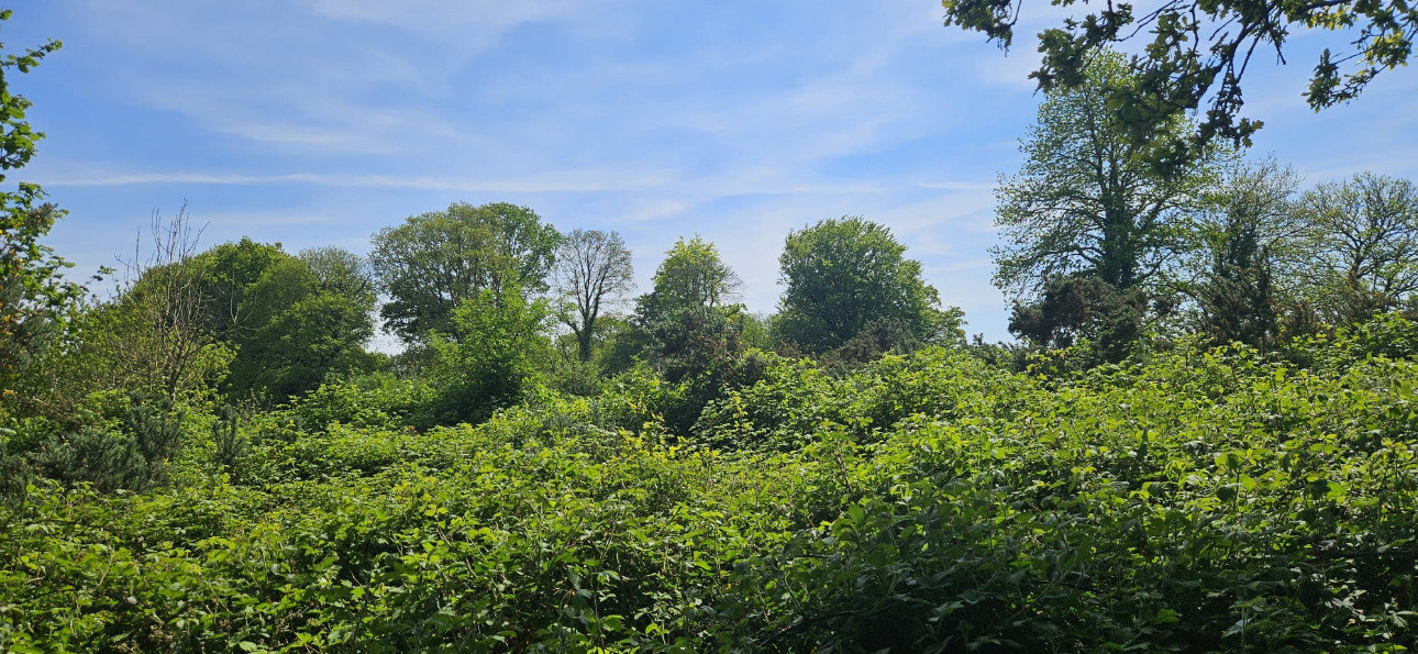 Photos 6 - Forest - Propriété de 16 ha dans le Morbihan