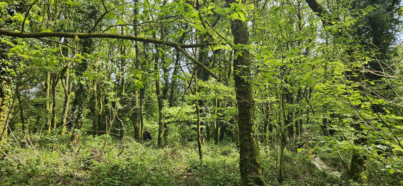 Photos 7 - Forest - Propriété de 16 ha dans le Morbihan