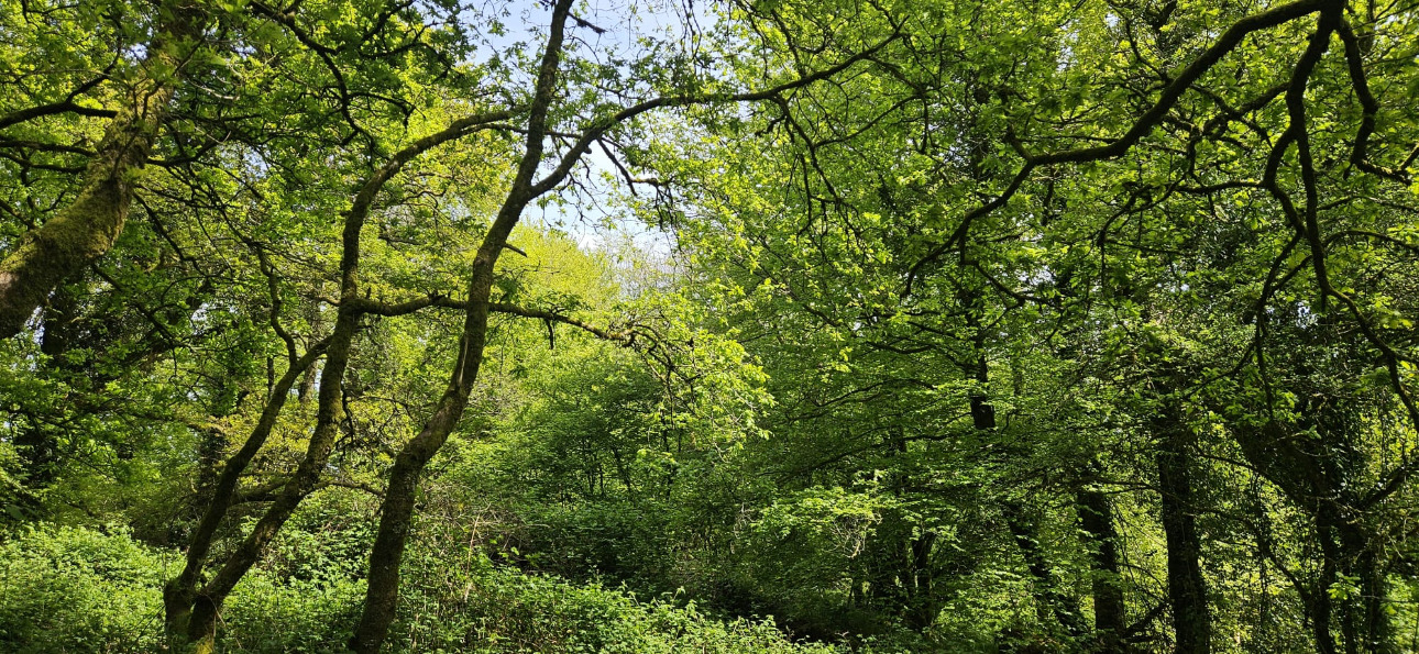 Photos 8 - Forest - Propriété de 16 ha dans le Morbihan