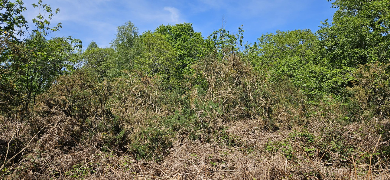 Photos 9 - Forest - Propriété de 16 ha dans le Morbihan