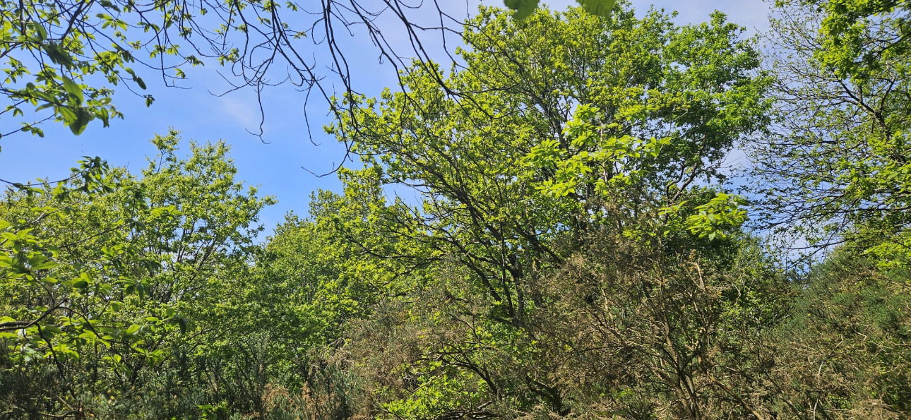 Photos 10 - Forestière - Propriété de 16 ha dans le Morbihan