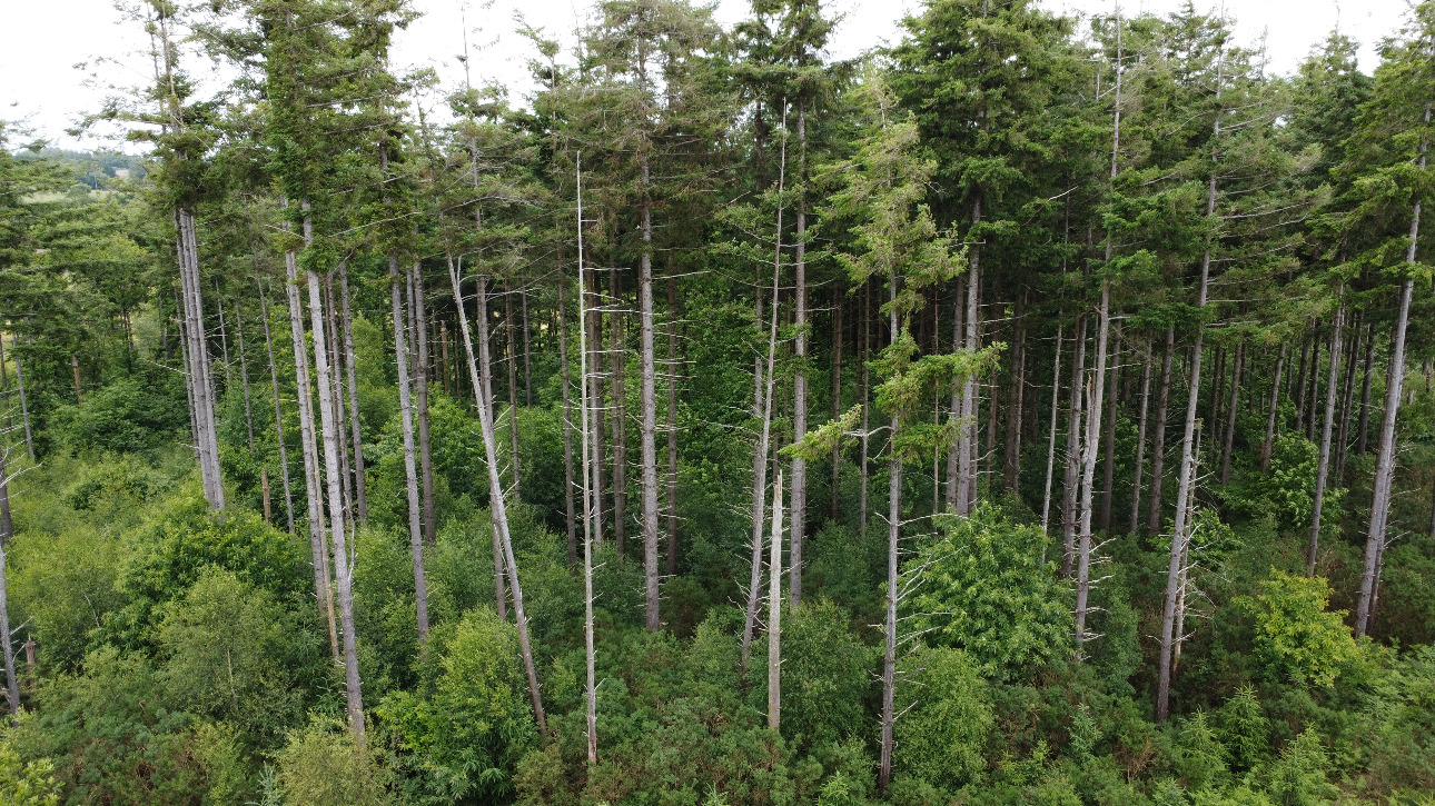 Photos 1 - Forestière - Forêt résineuse de 6.8 ha dans le Morbihan