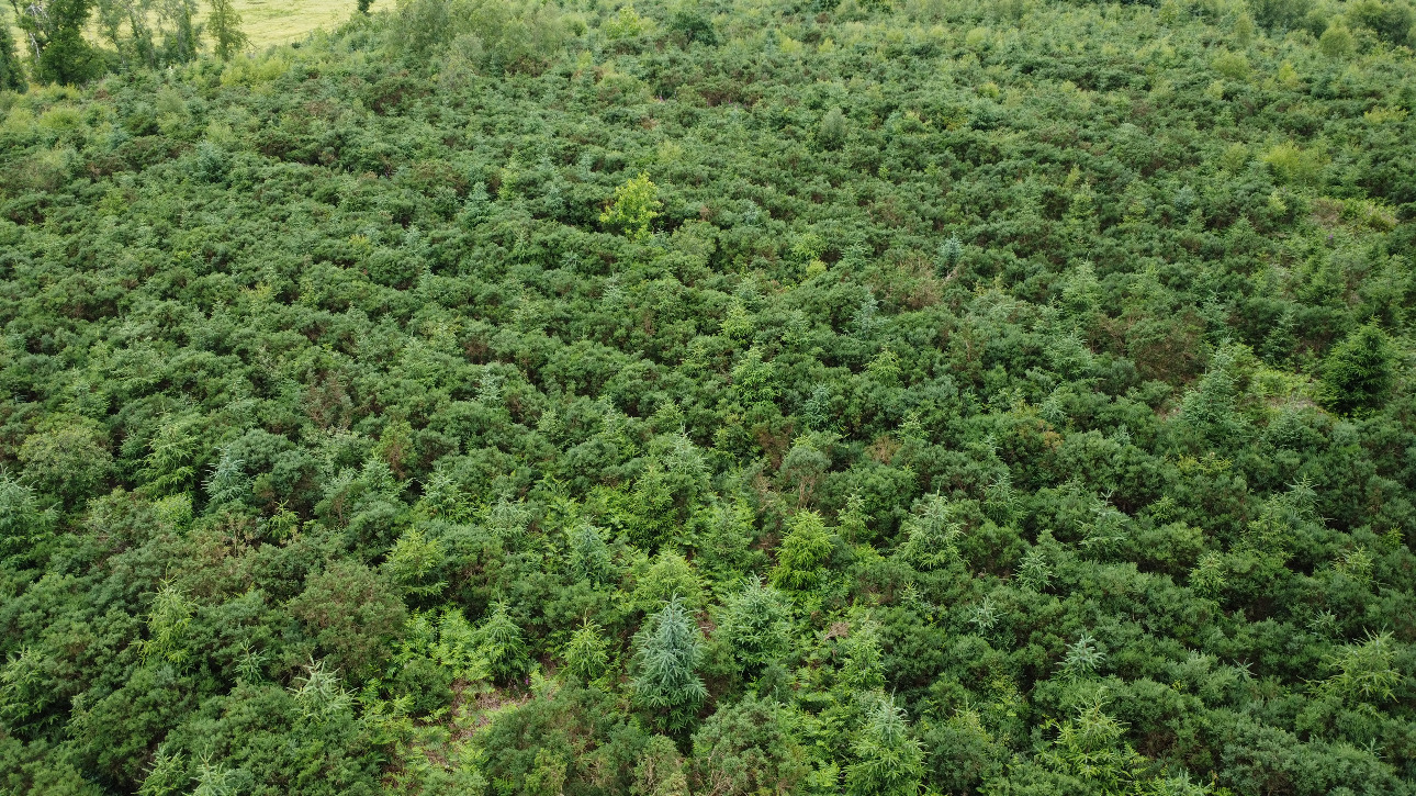 Photos 2 - Forest - Forêt résineuse de 6.8 ha dans le Morbihan