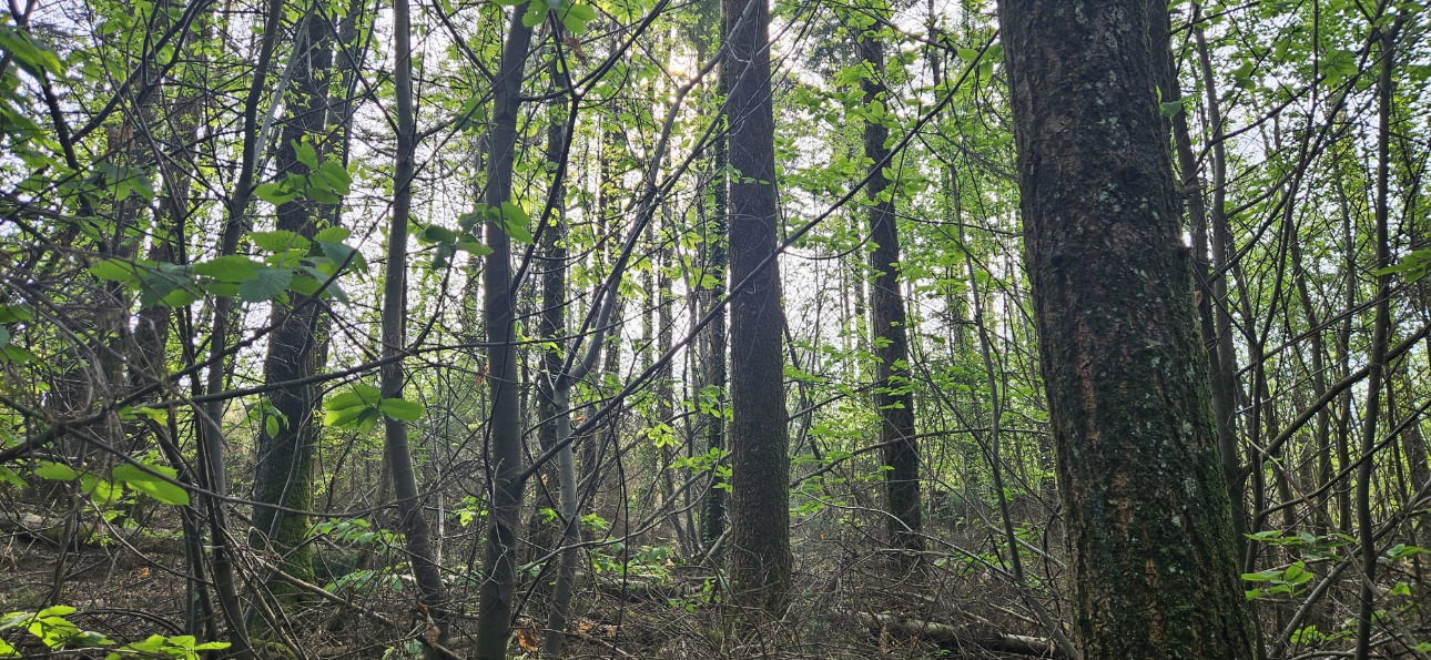 Photos 3 - Forestière - Forêt résineuse de 6.8 ha dans le Morbihan