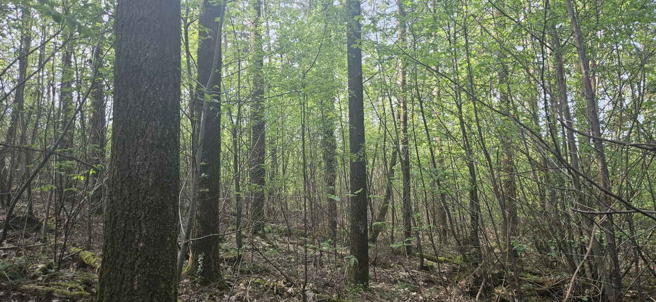 Photos 4 - Forest - Forêt résineuse de 6.8 ha dans le Morbihan