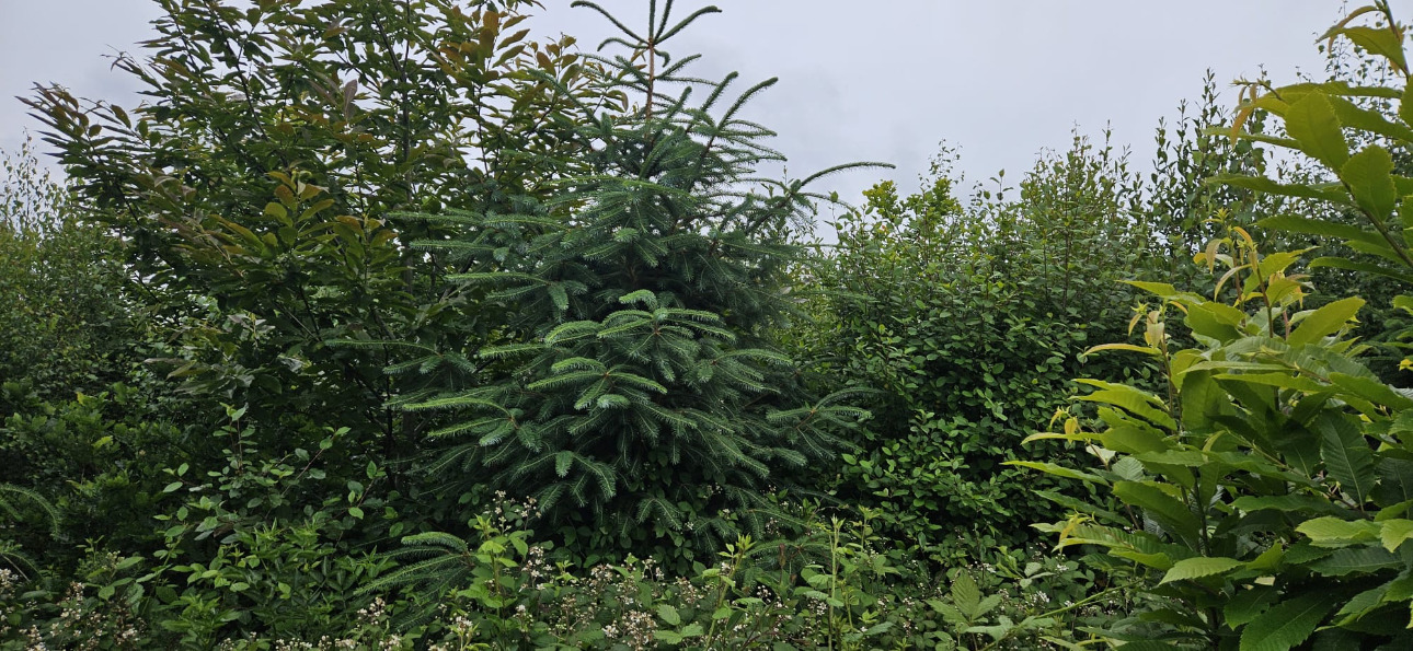 Photos 5 - Forest - Forêt résineuse de 6.8 ha dans le Morbihan