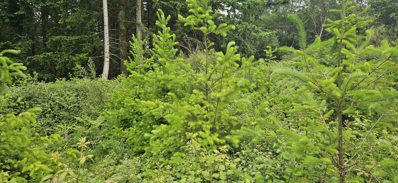 Photos 6 - Forestière - Forêt résineuse de 6.8 ha dans le Morbihan