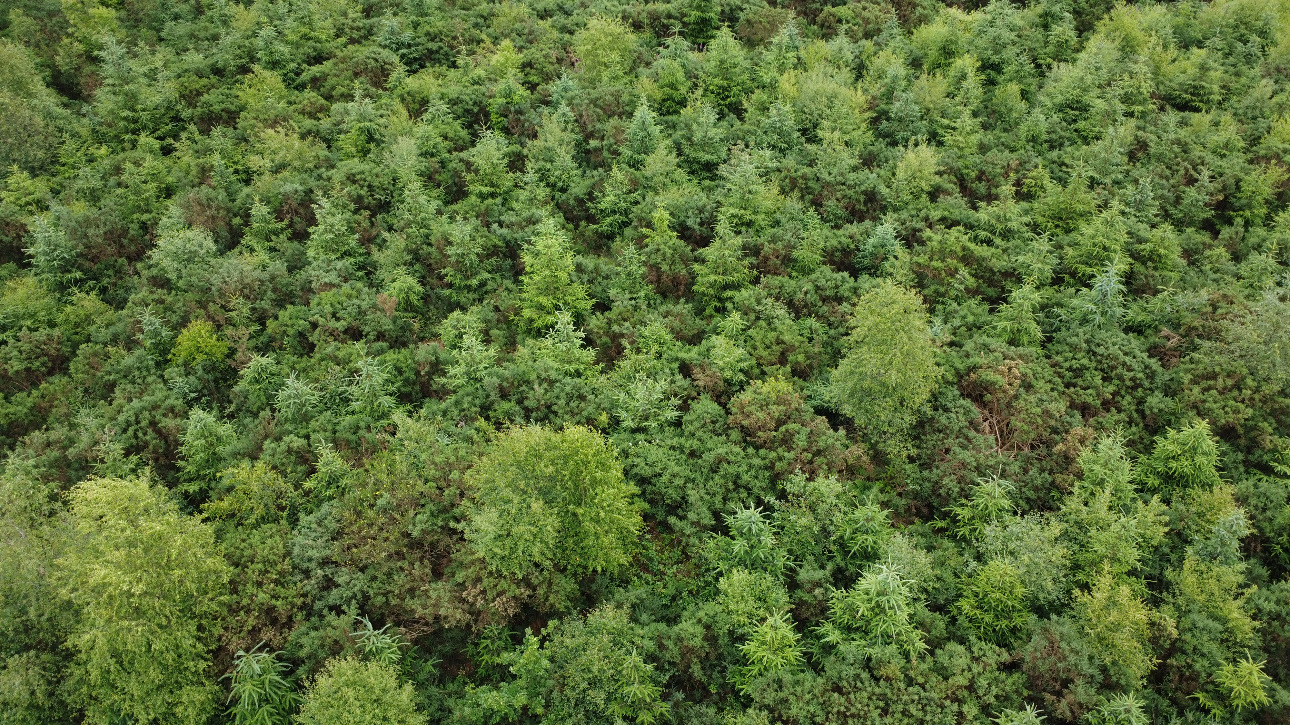 Photos 7 - Forest - Forêt résineuse de 6.8 ha dans le Morbihan