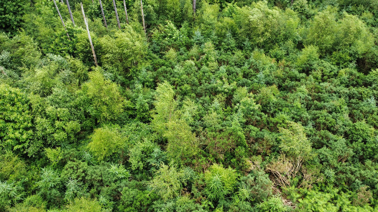 Photos 8 - Forest - Forêt résineuse de 6.8 ha dans le Morbihan