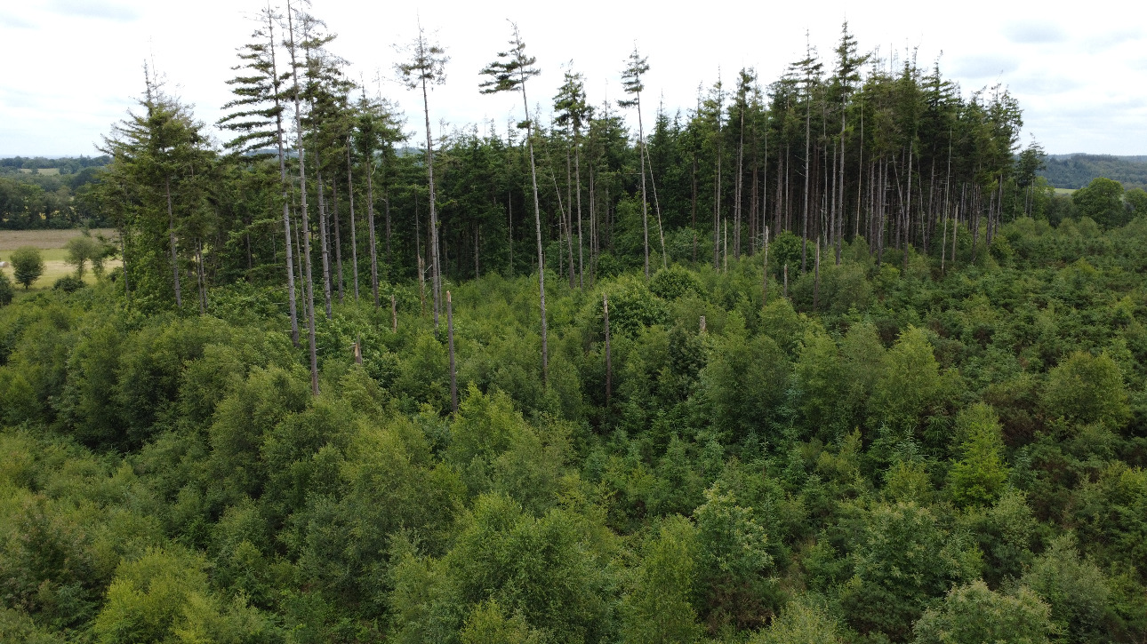 Photos 9 - Forest - Forêt résineuse de 6.8 ha dans le Morbihan