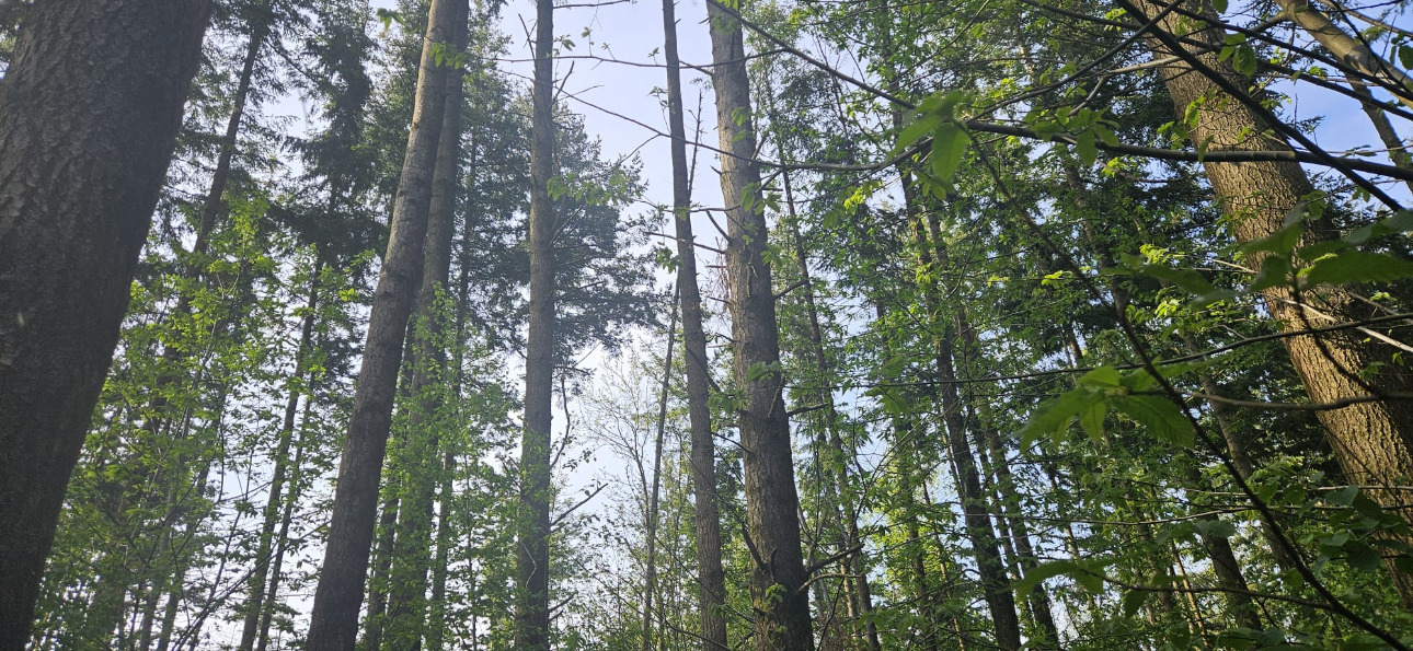 Photos 10 - Forest - Forêt résineuse de 6.8 ha dans le Morbihan