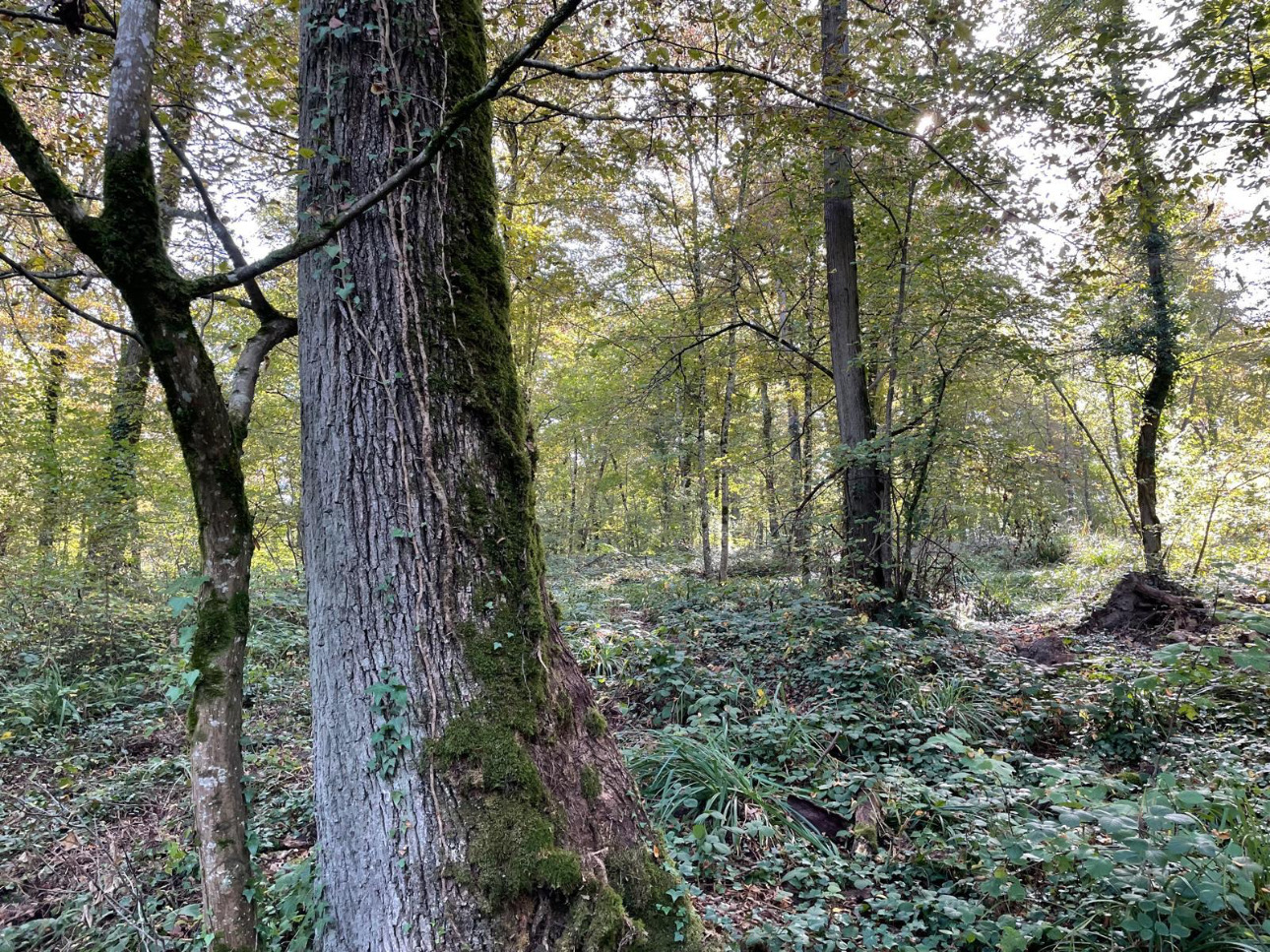 Photos 1 - Forestière - Forêt de 30 ha en Haute-Marne