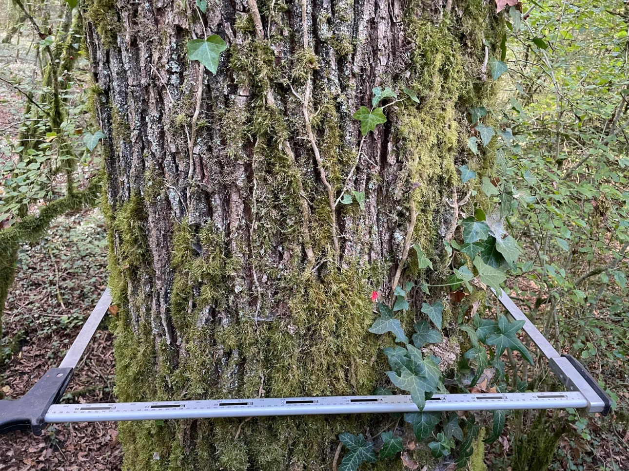 Photos 2 - Forestière - Forêt de 30 ha en Haute-Marne