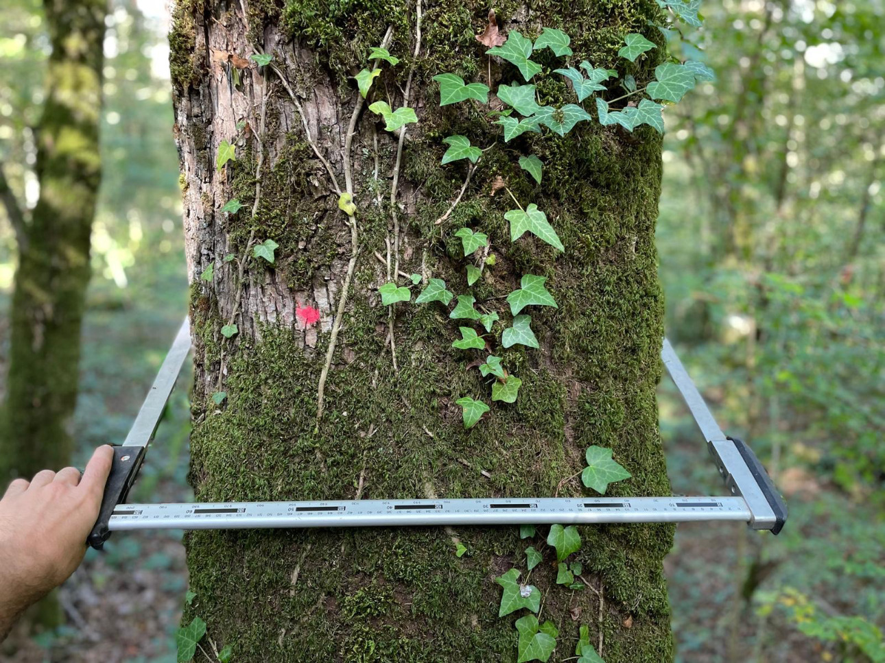 Photos 3 - Forest - Forêt de 30 ha en Haute-Marne