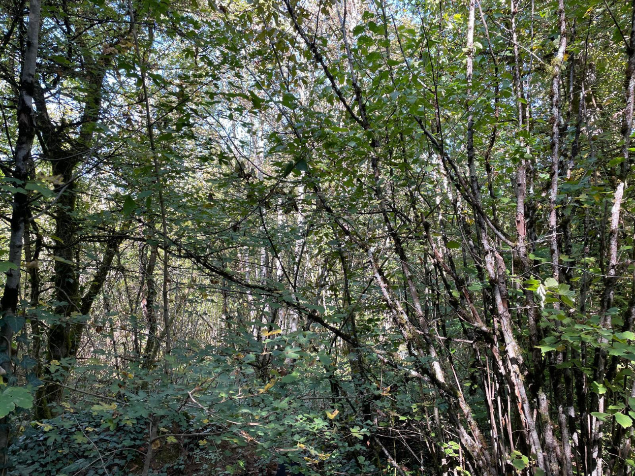 Photos 4 - Forest - Forêt de 30 ha en Haute-Marne