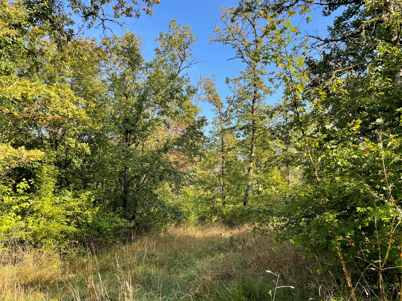 Photos 5 - Forest - Forêt de 30 ha en Haute-Marne