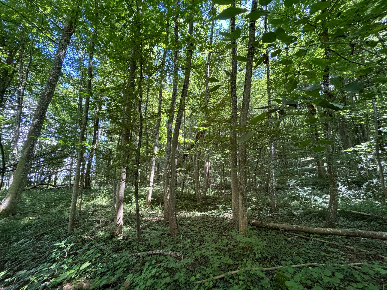 Photos 1 - Forest - Massif forestier feuillu de 75 ha en Moselle